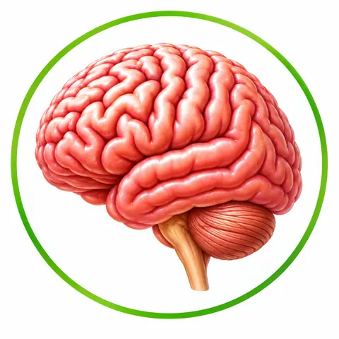 Brain & Nerves illustration