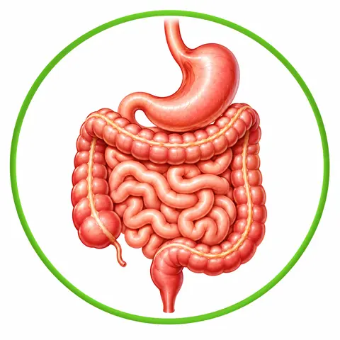 Digestive System illustration
